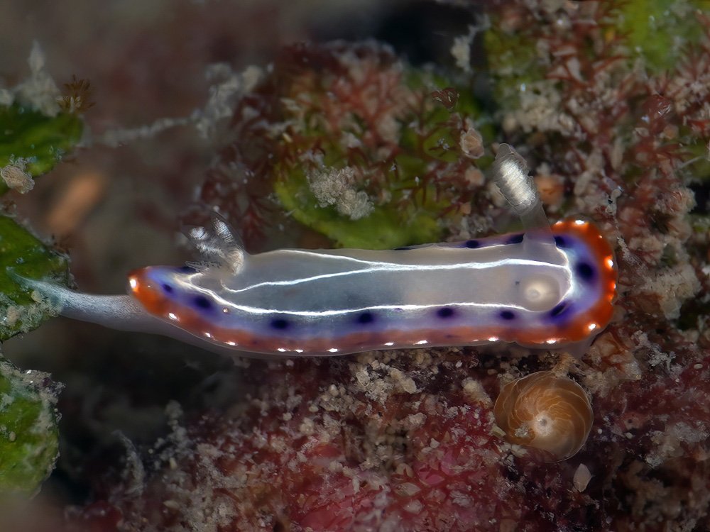 Goniobranchus setoensis - Image 9