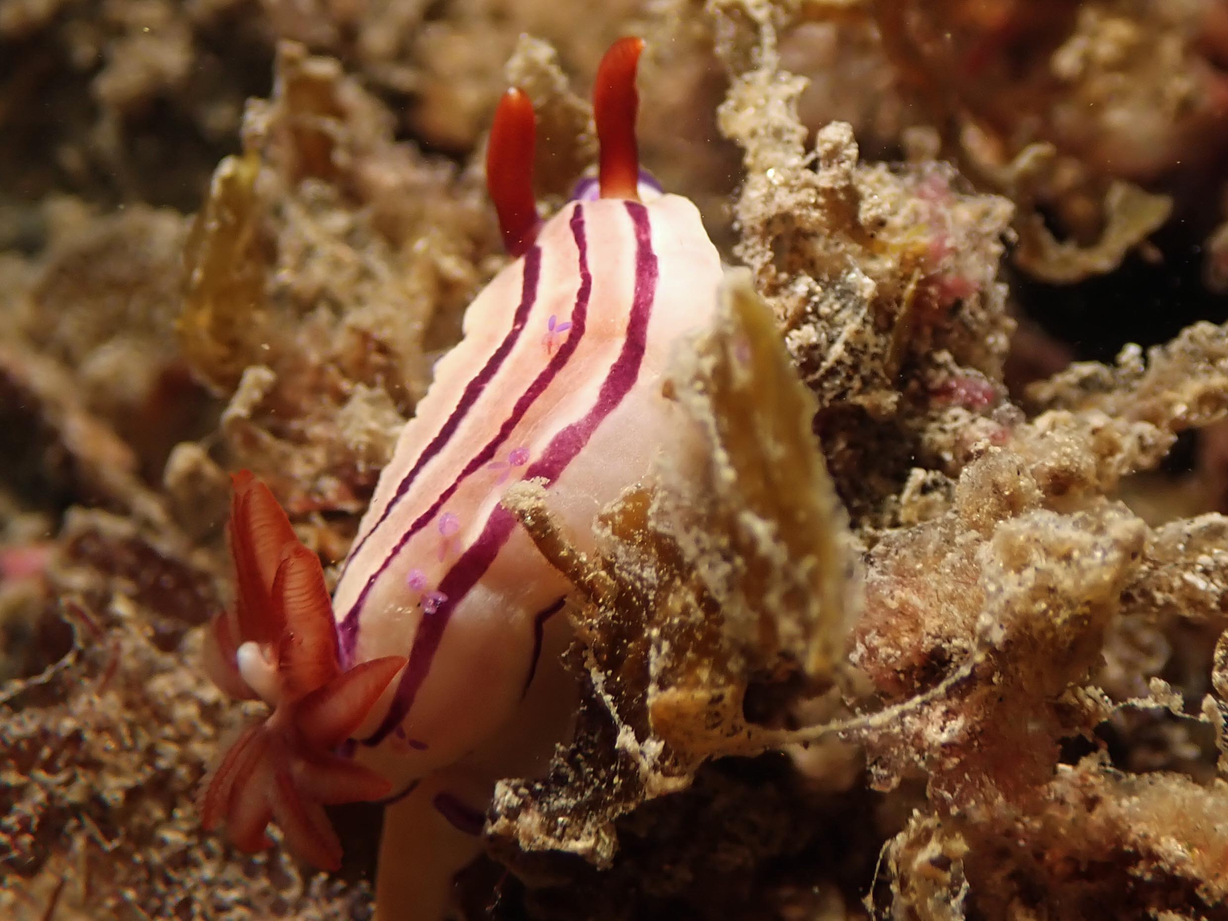 Hypselodoris emma with copepod JSPA220005