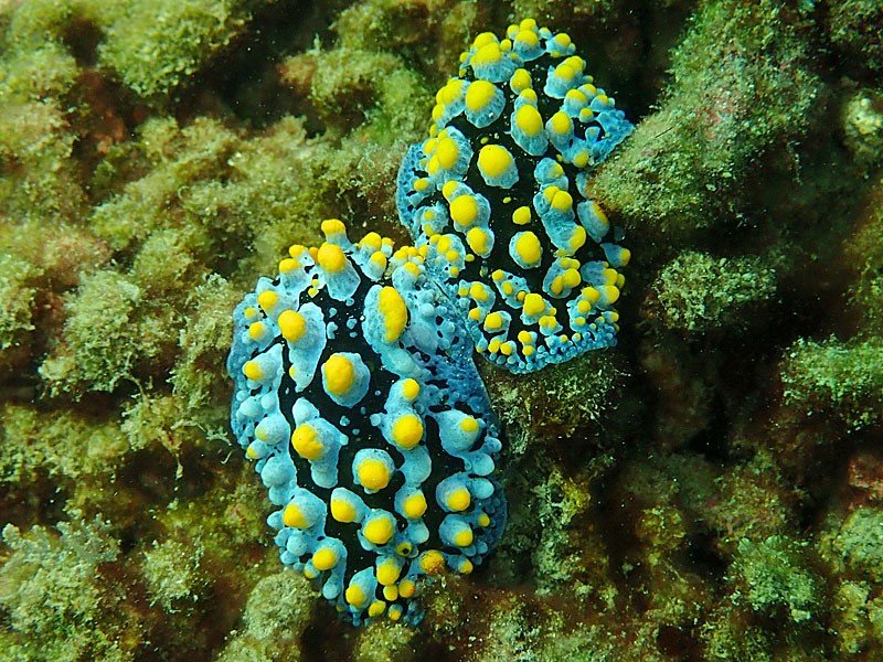 04-01-2024 Rose Bay | Nudibranch Domain